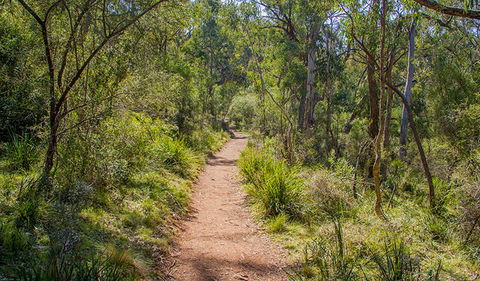 Mares Forest Creek Walking Track - Tourism Brisbane 0