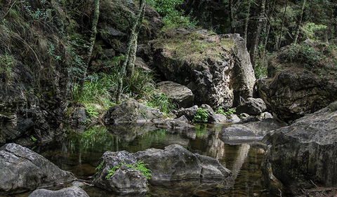 Mares Forest Creek Walking Track - Tourism Brisbane 1
