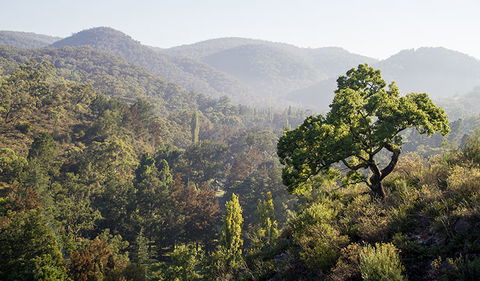 Mares Forest Creek Walking Track - Tourism Brisbane 3