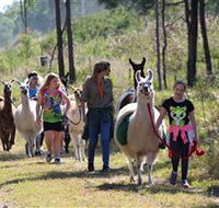 Ottaba Llamas - Tourism Brisbane