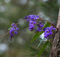 Mann River Nature Reserve - Brisbane Tourism