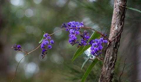 Mann River Nature Reserve - Tourism Brisbane 0