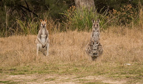 Mann River Nature Reserve - Tourism Brisbane 1