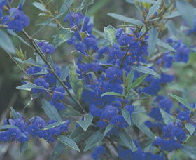 Kalamunda National Park - Tourism Brisbane 2