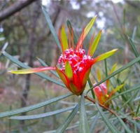 Glenbrook Native Plant Reserve and Nursery - Brisbane 4u