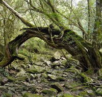 Mitchell River Walking Track - Tourism Brisbane