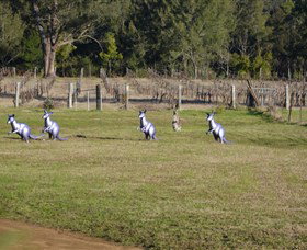 Wollombi Wines - Tourism Brisbane 5