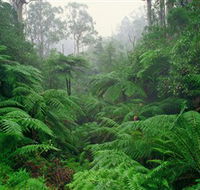 Tarra Bulga National Park - Tourism Brisbane
