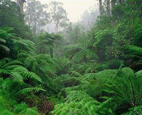 Tarra Bulga National Park - Tourism Brisbane 0