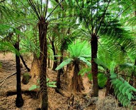 Pegarah Private Nature Reserve & Parenna Place - Brisbane Tourism 0