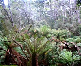 Pegarah Private Nature Reserve & Parenna Place - Brisbane Tourism 1
