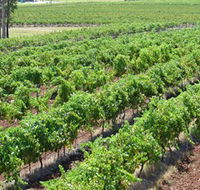 Pokolbin Brothers Wines Hunter Valley - Tourism Brisbane