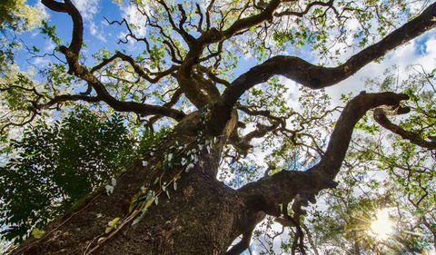 Woko National Park - Tourism Brisbane 1