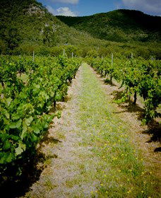 Gartelmann Wines - Brisbane Tourism 0