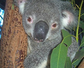 Hunter Valley Zoo - Tourism Brisbane 0