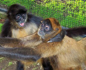 Hunter Valley Zoo - Tourism Brisbane 5