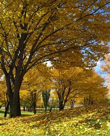 Centennial Park At Cooma - Tourism Brisbane 0