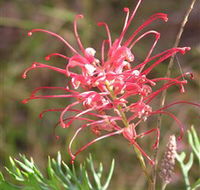 Wirrimbirra Sanctuary - Brisbane Tourism