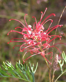 Wirrimbirra Sanctuary - Brisbane Tourism 0