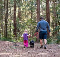 Olney State Forest - Watagan Mountains - Tourism Brisbane