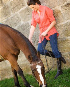 Sugarloaf Horse Centre - Brisbane Tourism 2
