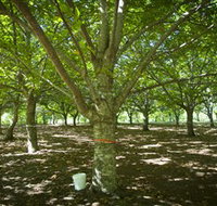 Sassafras Nuts - Tourism Brisbane