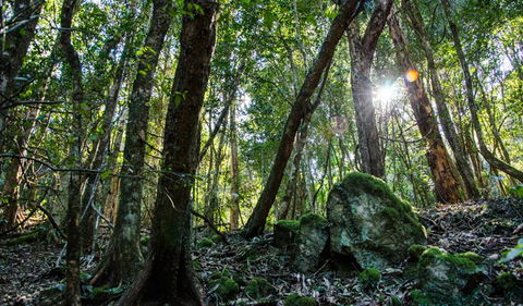 Hidden Treasure Track - Tourism Brisbane 1