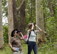 Chichester State Forest - Tourism Brisbane