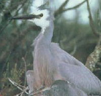 Jack Smith Lake State Game Reserve - Tourism Brisbane