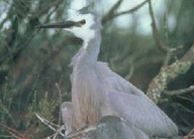Jack Smith Lake State Game Reserve - Tourism Brisbane 0