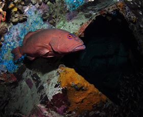 Severance Shipwreck Dive Site - Tourism Brisbane 1