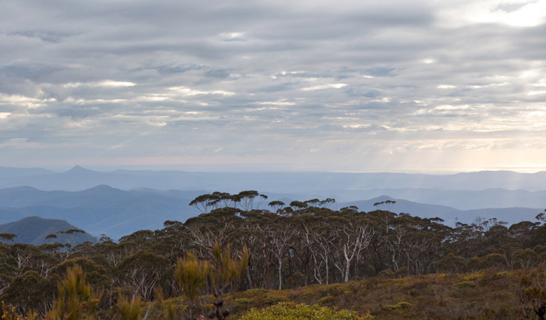 Budawang NSW Tourism Brisbane