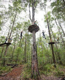 TreeTop Adventure Park Central Coast - Tourism Brisbane 4