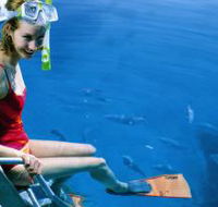 Roy Rufus Artificial Reef Dive Site - Brisbane 4u