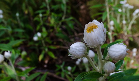 Werrikimbe National Park - Brisbane Tourism 3