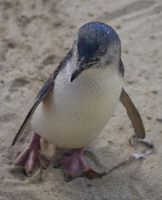 Penguin Island Boardwalks And Walk Trail - Tourism Brisbane 0
