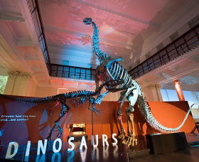 Australian Museum - Tourism Brisbane 0