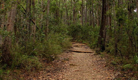 Pigeon House Mountain Didthul Walking Track - Tourism Brisbane 0