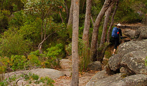 Pigeon House Mountain Didthul Walking Track - Tourism Brisbane 3