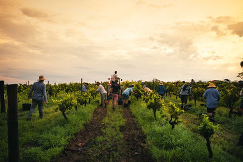 Tyrrells Vineyards - Tourism Brisbane 1
