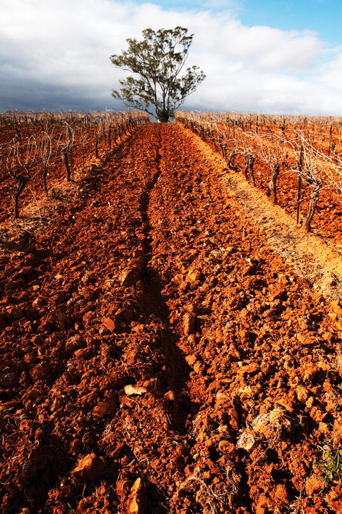 Tyrrells Vineyards - Tourism Brisbane 3