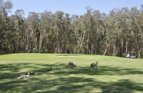 Emerald Downs Golf Course - Tourism Brisbane 4