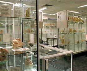 Museum Of Human Disease - Brisbane Tourism 0