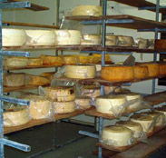 Harvey Cheese - Brisbane Tourism