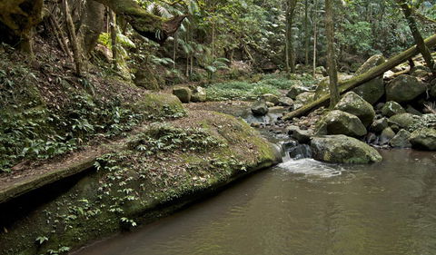 Booyong Walking Track - Tourism Brisbane 1