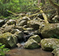 Booyong walking track - Brisbane Tourism