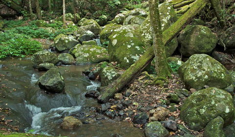 Booyong Walking Track - Tourism Brisbane 2