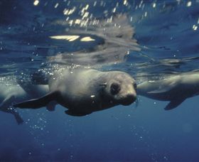 Wilsons Promontory Marine National Park - Tourism Brisbane 0