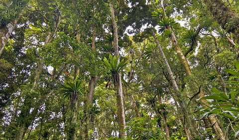 Red Cedar Loop - Tourism Brisbane 2