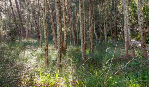 Anabranch Loop Track - Brisbane Tourism 0